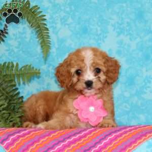 Katrina, Cavapoo Puppy